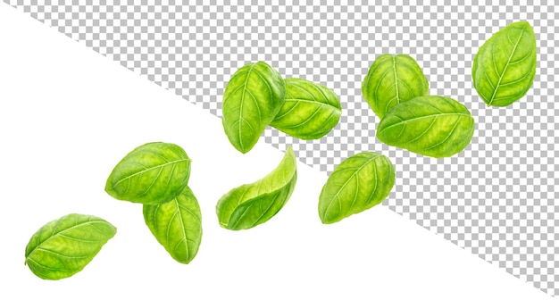 Basil leaves isolated with clipping path