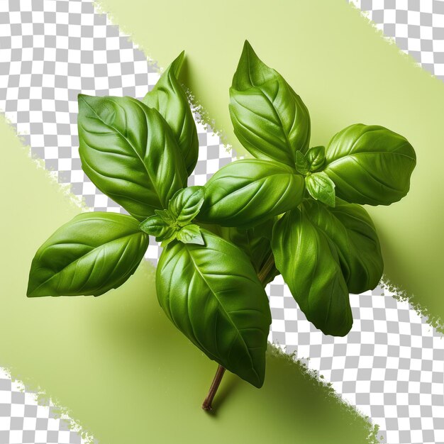 PSD basil leaves on a transparent background