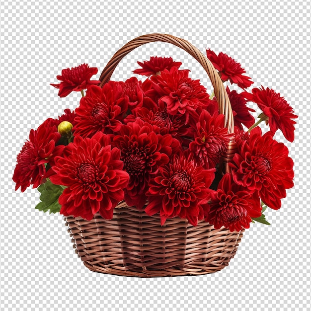 Basket of red chrysanthemums isolated on transparent background