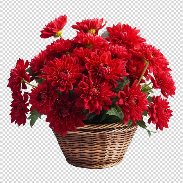 Basket of red chrysanthemums isolated on transparent background