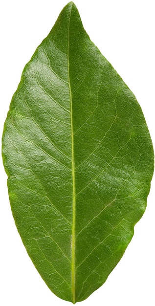 bay leaf cutout