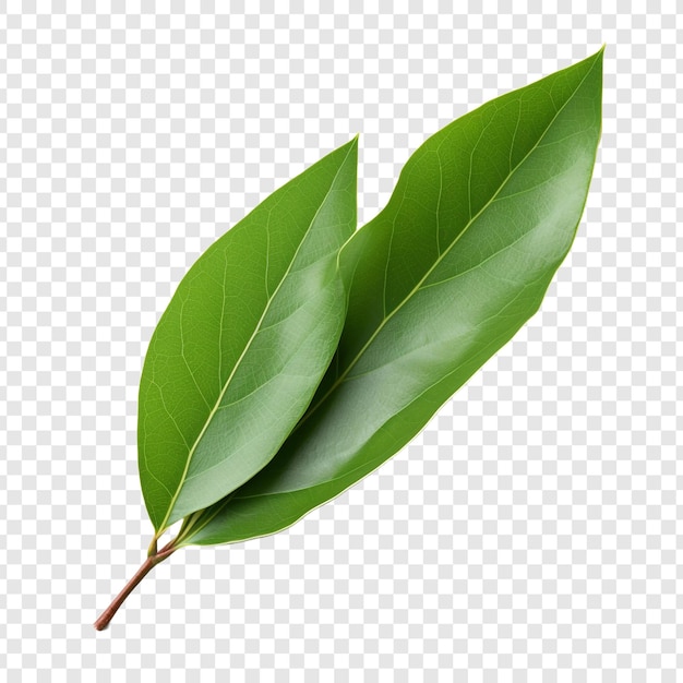 PSD bay leaf isolated on transparent background