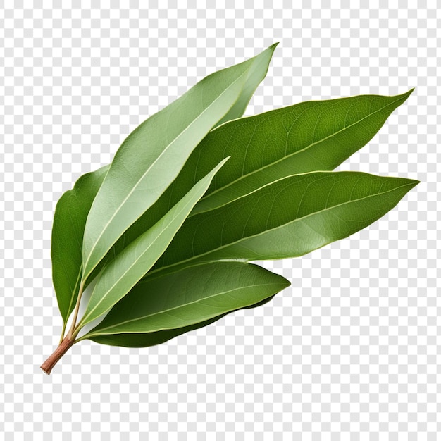 PSD bay leaf isolated on transparent background