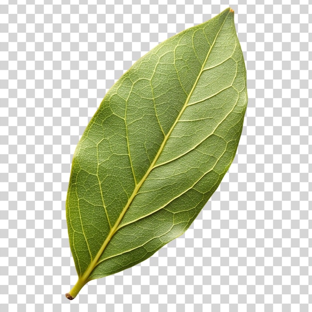 PSD bay leaf isolated on transparent background