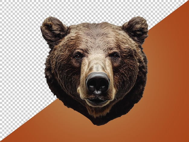 PSD testa di orso con sfondo trasparente