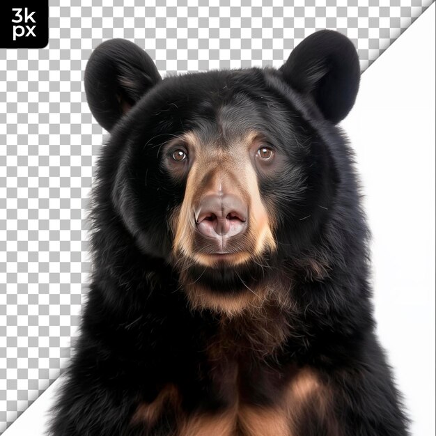 PSD a bear is shown in front of a transparent background