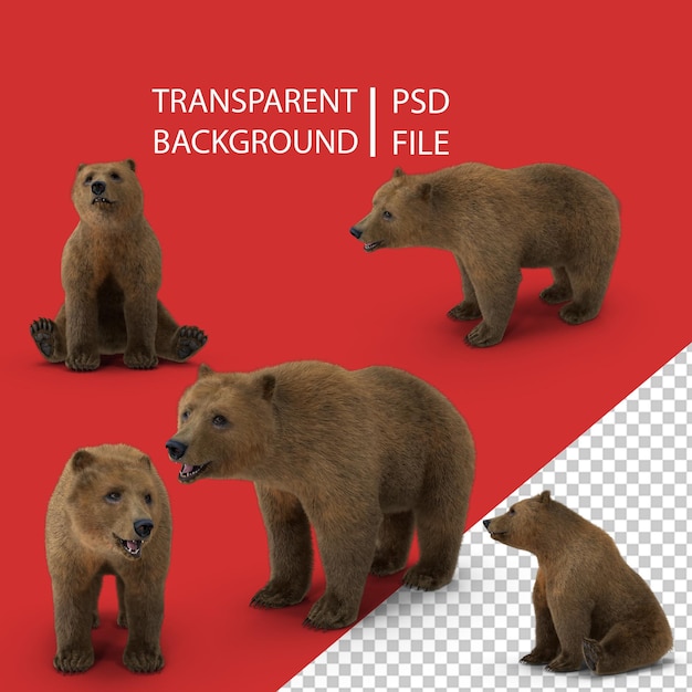 PSD bear png