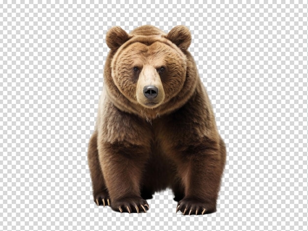 PSD bear russian png