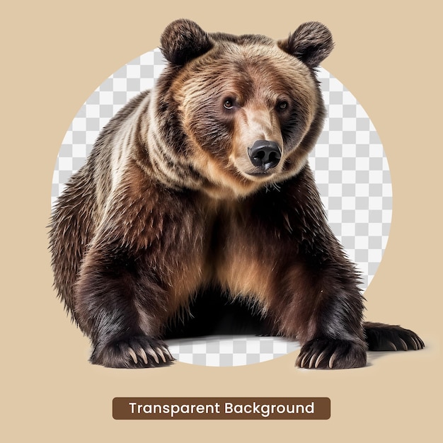 A bear with transparent background on the bottom.