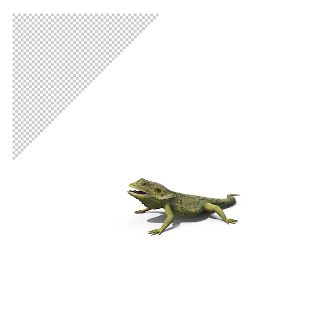 PSD bearded dragon png