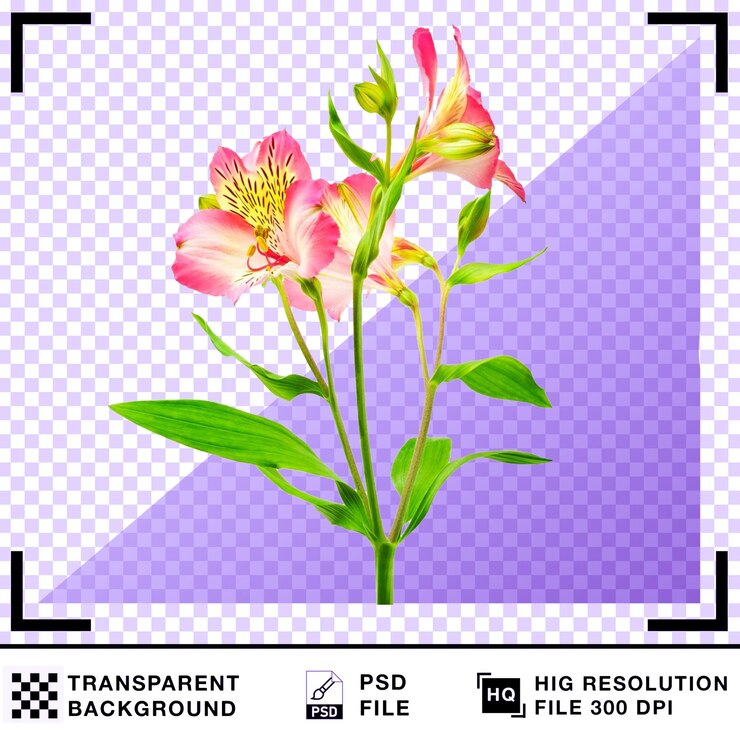 PSD 透明な背景にピンクの花びらと緑の葉を持つ美しいアルストロメリアの花