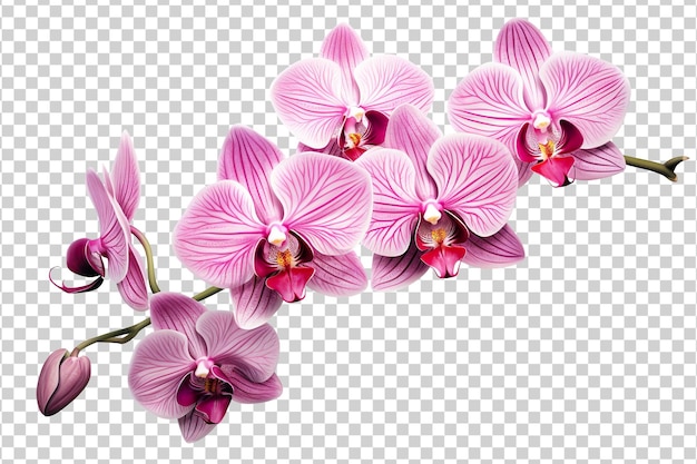 PSD Красивый и фотореалистичный фиолетовый цветок на прозрачном фоне. орхидея, цветение, растение. png. вид крупным планом. вырезаем элемент. генеративный ии.