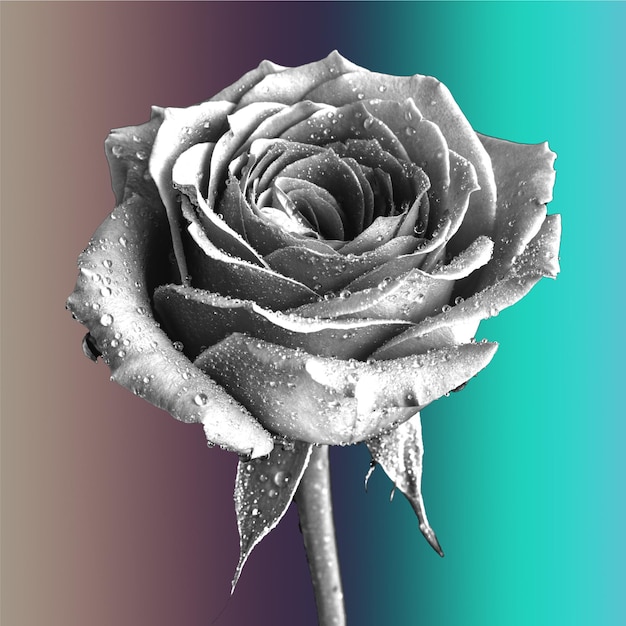 PSD beautiful black and white bouquet rose and leaves floral arrangement isolated on background