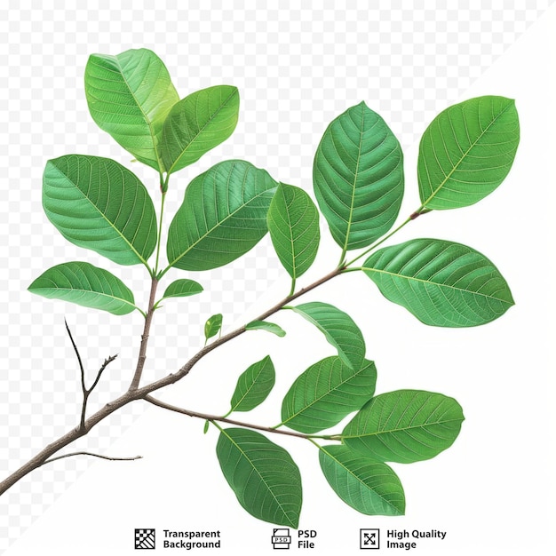 PSD beautiful branches and leaves of isolated background texture of terminalia ivorensis