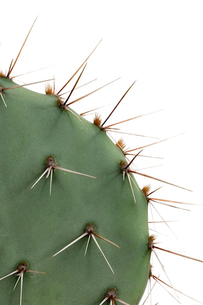 Beautiful cactus headshot still life