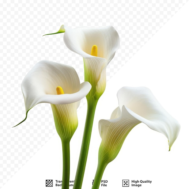 PSD bellissimi fiori di calla su sfondo bianco isolato