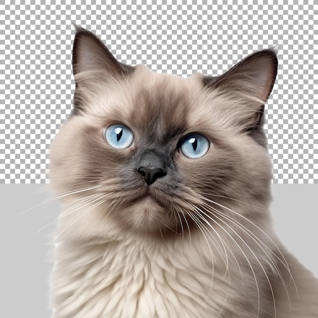 PSD 透明な背景の美しい猫 ai generated