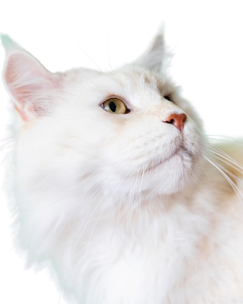 PSD beautiful cat portrait isolated