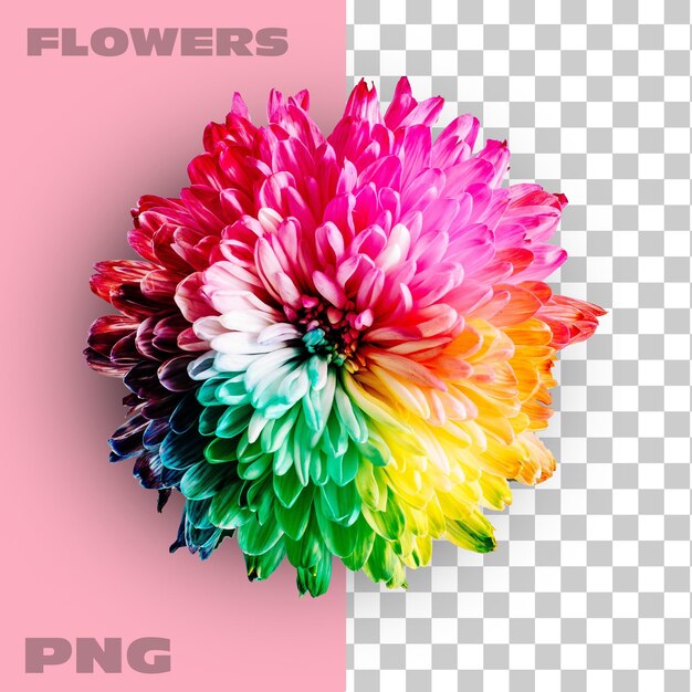 PSD beautiful colourfully flower without background