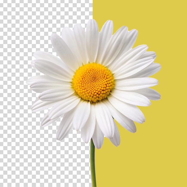 beautiful common daisy blossom isolated on transparent background