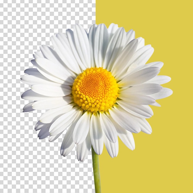 beautiful common daisy blossom isolated on transparent background