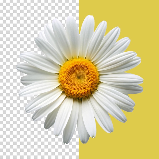 beautiful common daisy blossom isolated on transparent background