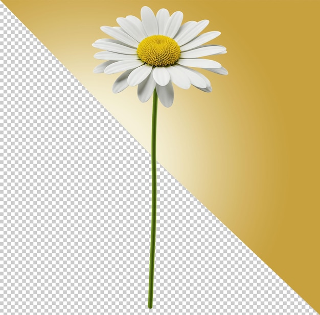 a beautiful daisy flower with white petals and yellow center
