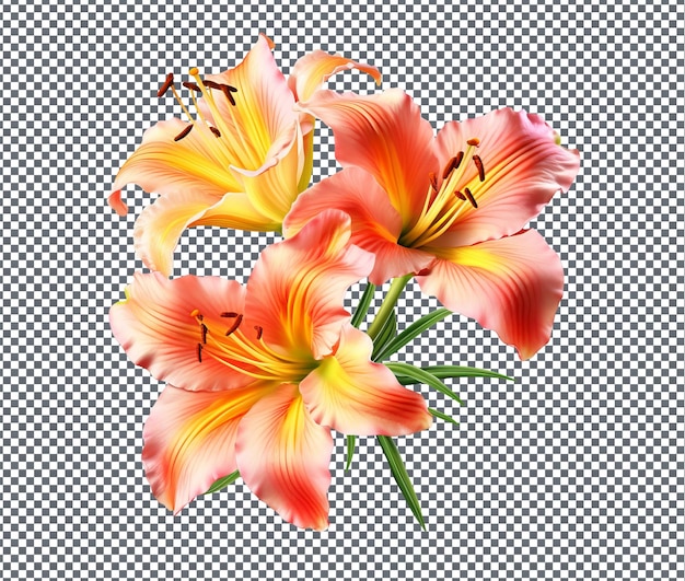 Beautiful daylilies isolated on transparent background