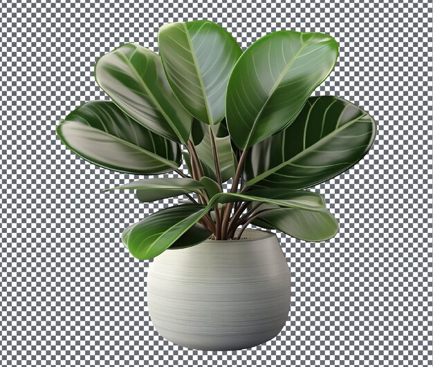 Beautiful decorative houseplant isolated on transparent background