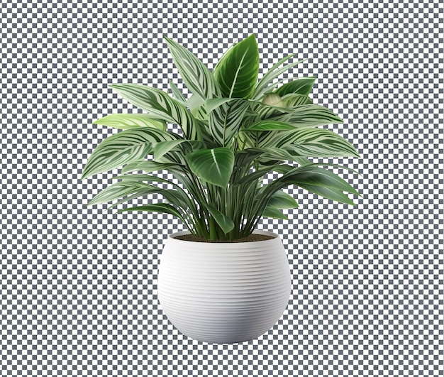 PSD beautiful decorative houseplant isolated on transparent background