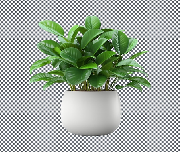 Beautiful decorative houseplant isolated on transparent background