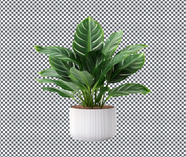 Beautiful decorative houseplant isolated on transparent background