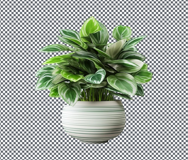 Beautiful decorative houseplant isolated on transparent background