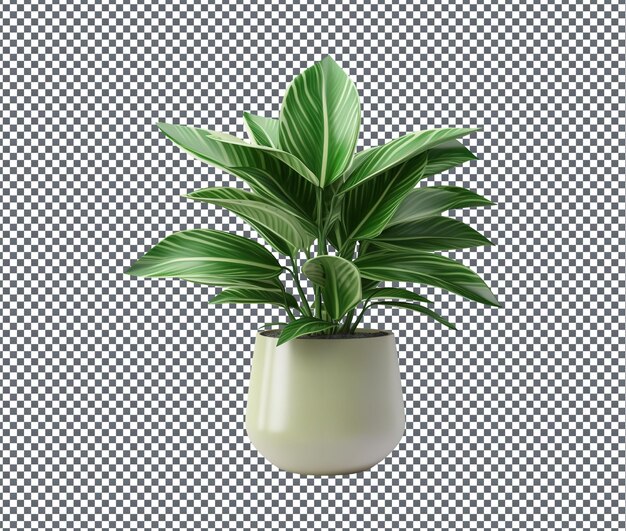 PSD beautiful decorative houseplant isolated on transparent background