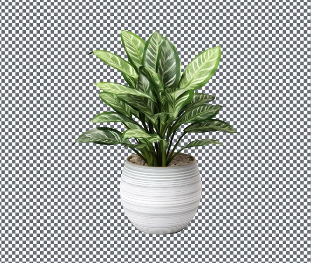 PSD beautiful decorative houseplant isolated on transparent background