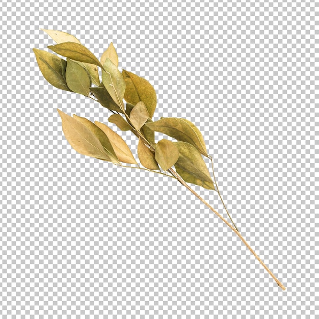 Beautiful dry murraya leaves isolated rendering