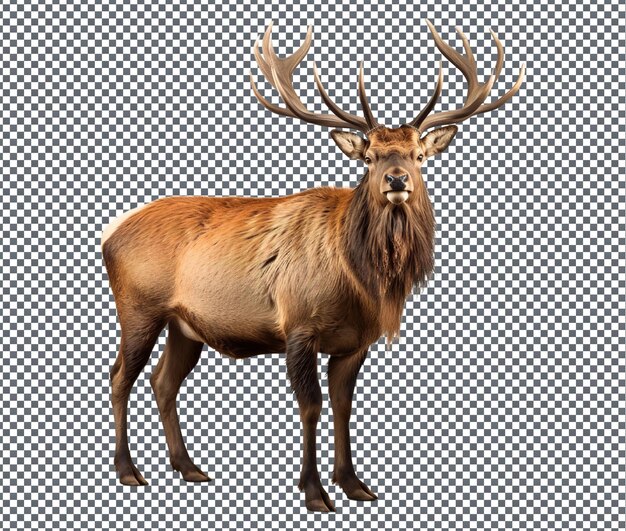 PSD beautiful elk isolated on transparent background