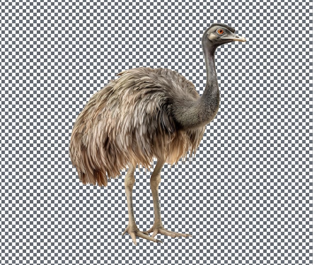 beautiful emu ostrich isolated on transparent background