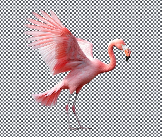 Beautiful Flamingo Flutters isolated on transparent background