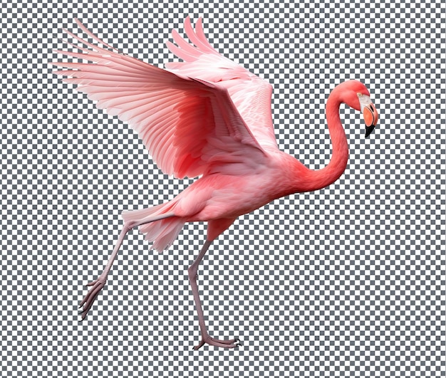 Beautiful Flamingo Flutters isolated on transparent background