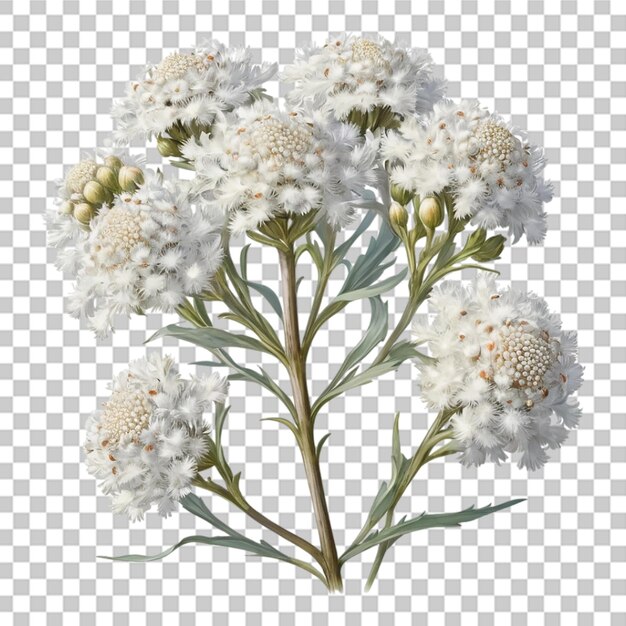 PSD bellissimo fiore bouquet astratto con acquerello frattale uno sfondo trasparente di fiore