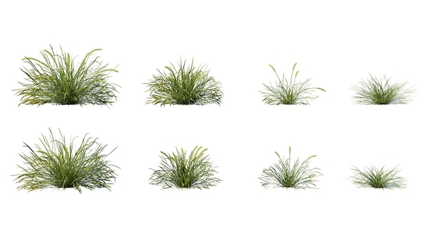 Beautiful flowers and grass for illustration