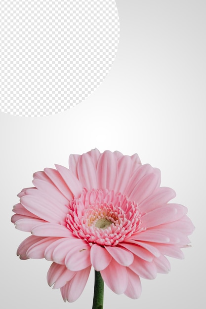 PSD beautiful flowers png