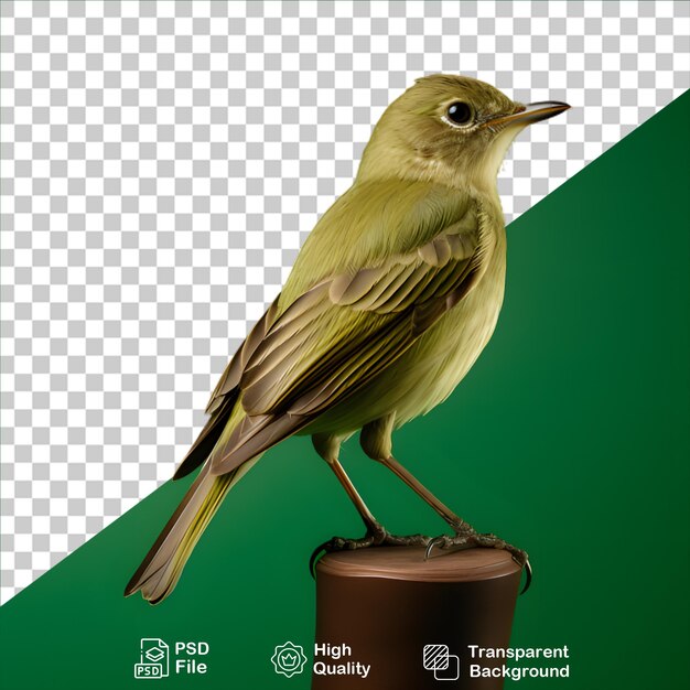 Beautiful flycatcher isolated on transparent background include png file
