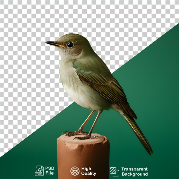 PSD beautiful flycatcher isolated on transparent background include png file