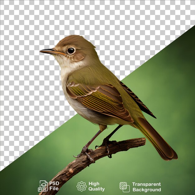 PSD bellissimo flycatcher isolato su uno sfondo trasparente include file png