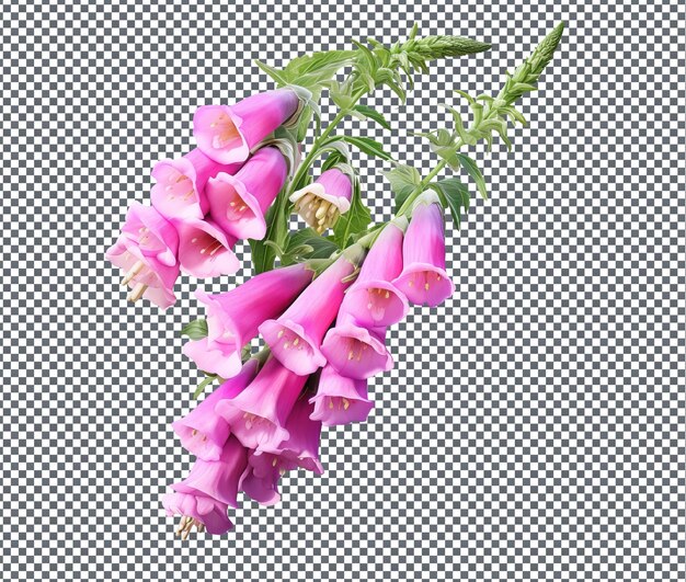 Beautiful foxgloves isolated on transparent background