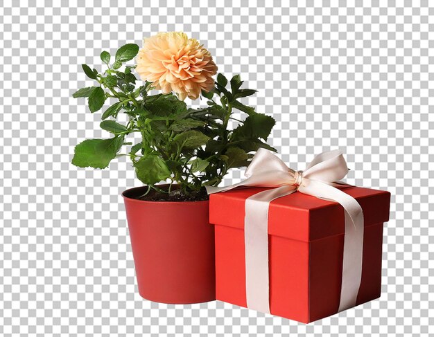 Beautiful gift box with flower in pot