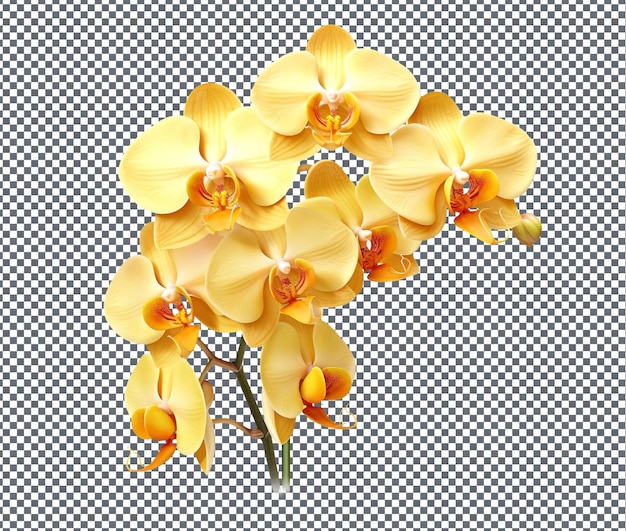 Beautiful golden orchid harmony isolated on transparent background