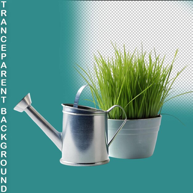 Beautiful grass in a flowerpots watering can and garden tools isolated on transparent background